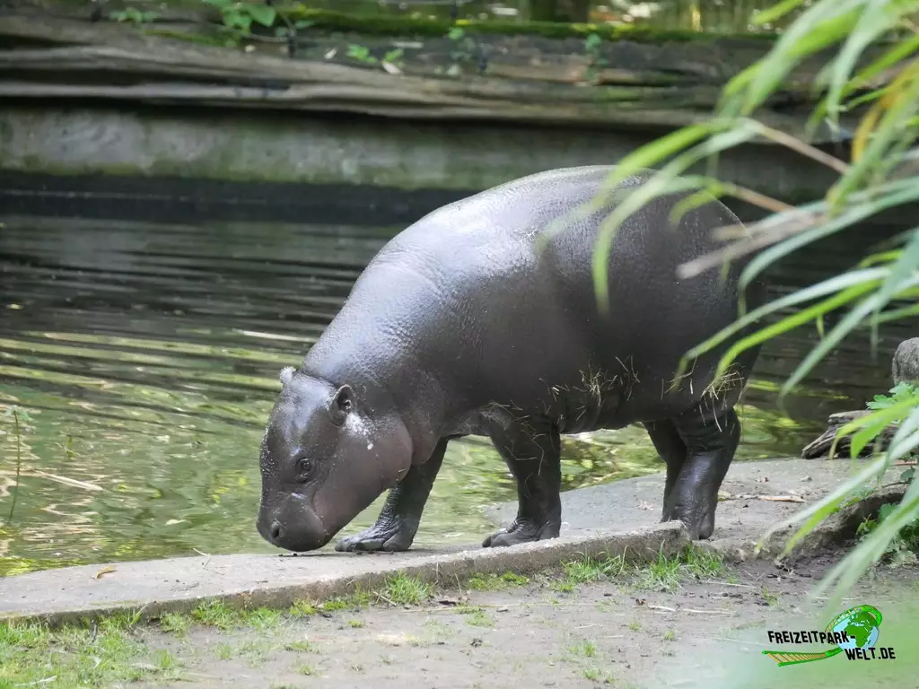 Zwergflusspferd im Zoo Duisburg - 2021