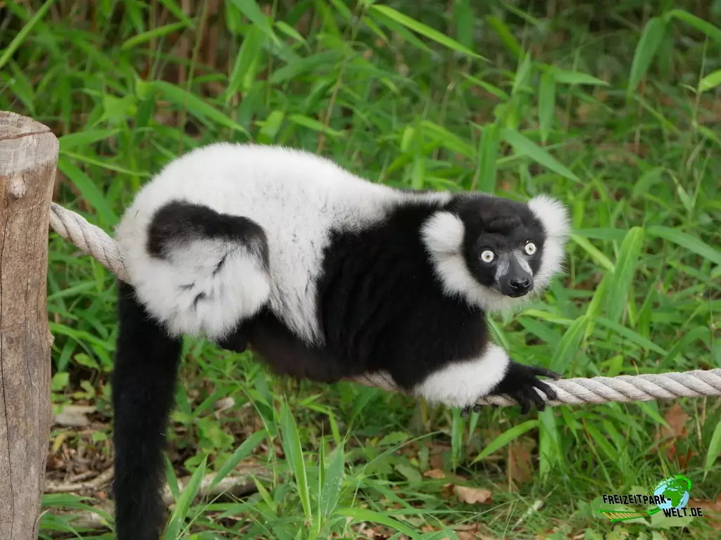 Schwarzweiße Varis im Zoo Duisburg - 2021