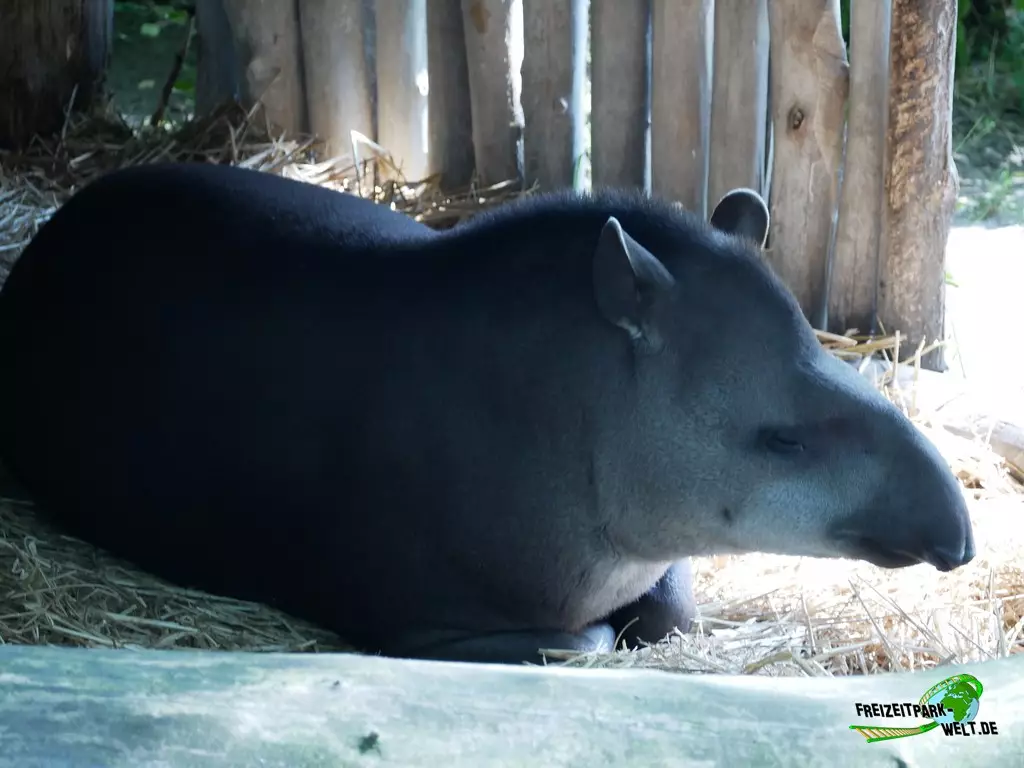 Flachlandtapir im Zoo Duisburg - 2021