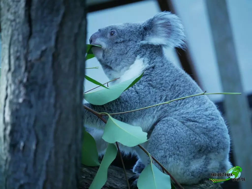 Koala im Zoo Duisburg - 2021