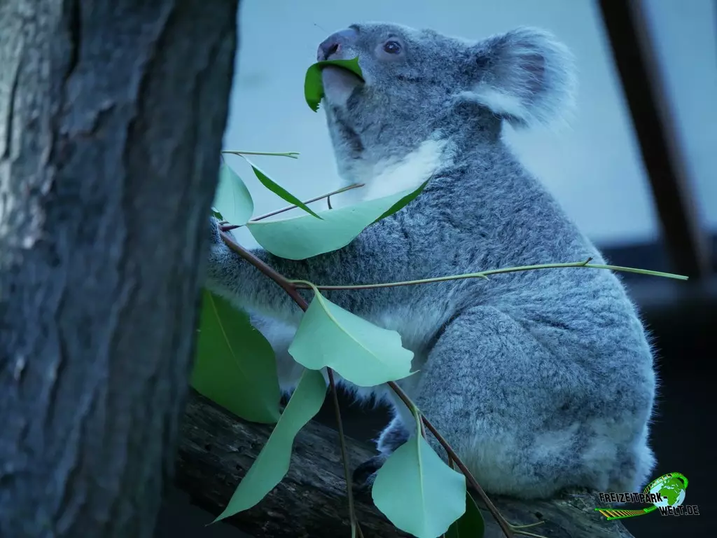 Koala im Zoo Duisburg - 2021