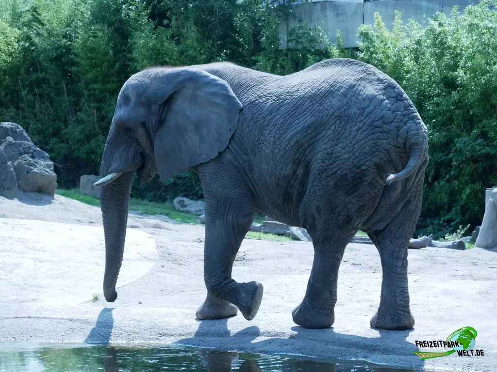 Afrikanischer Elefant im Zoo Duisburg - 2021