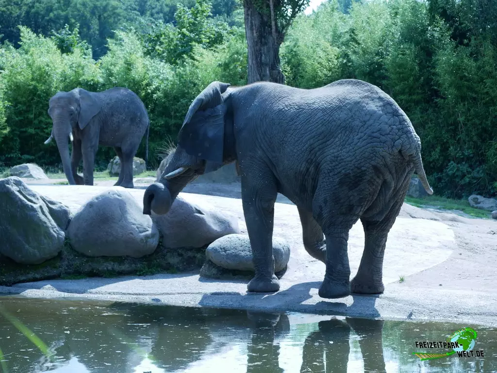 Afrikanischer Elefant im Zoo Duisburg - 2021