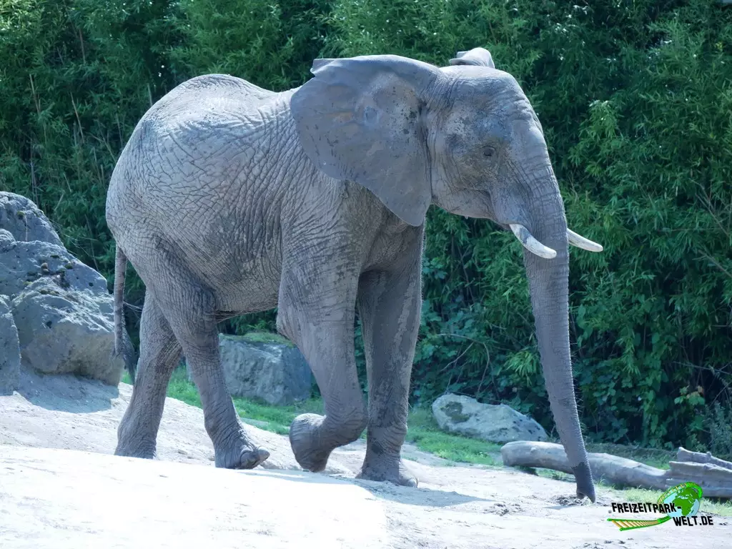 Afrikanischer Elefant im Zoo Duisburg - 2021