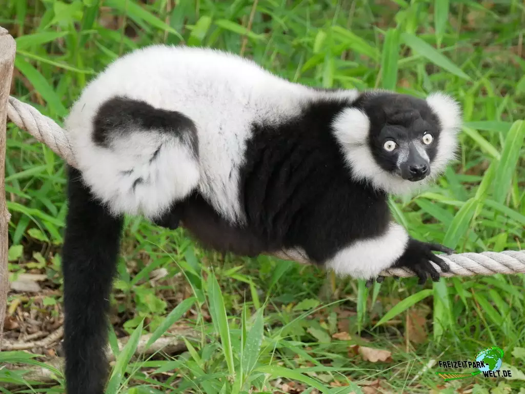 Schwarzweiße Varis im Zoo Duisburg - 2021