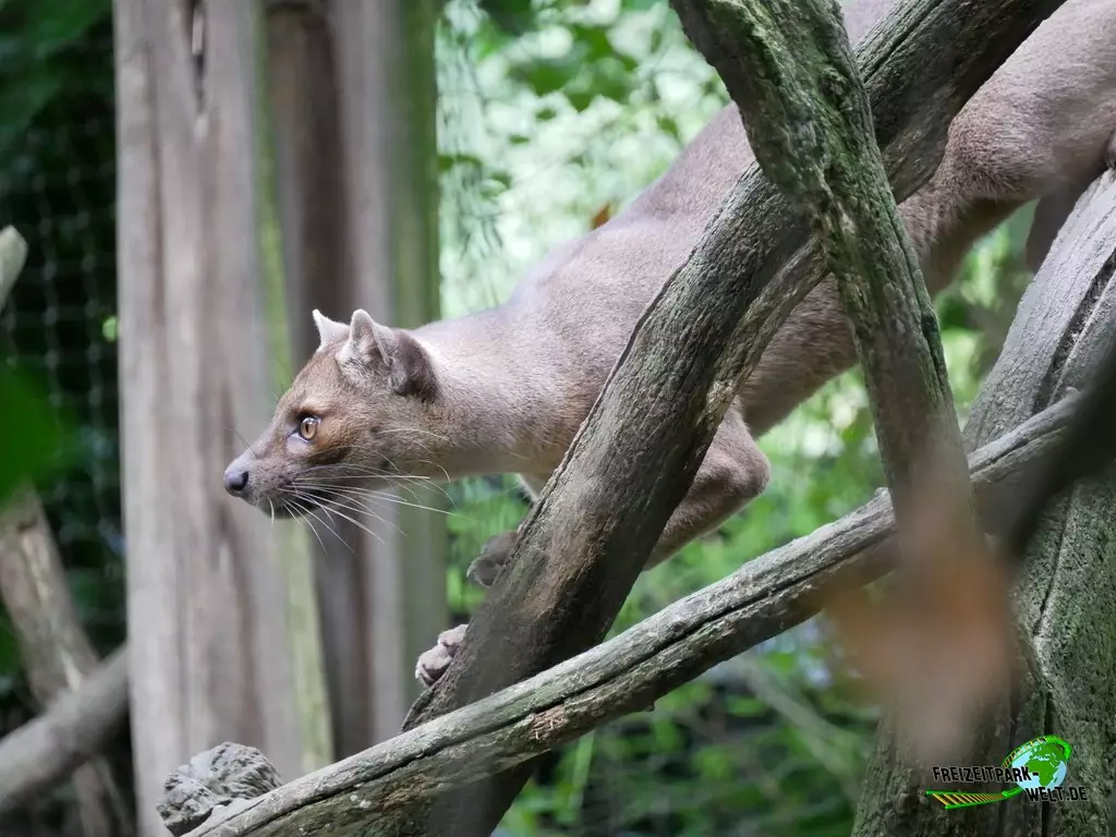 Fossa im Zoo Duisburg - 2021