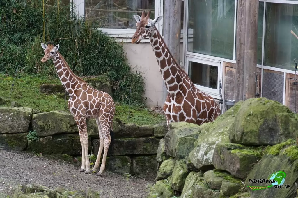 Giraffe im Zoo Duisburg - 2015