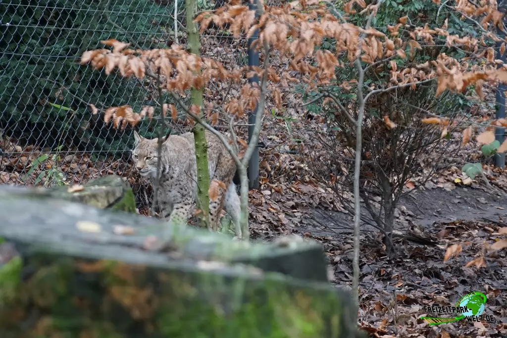 Luchs im Zoo Duisburg - 2015
