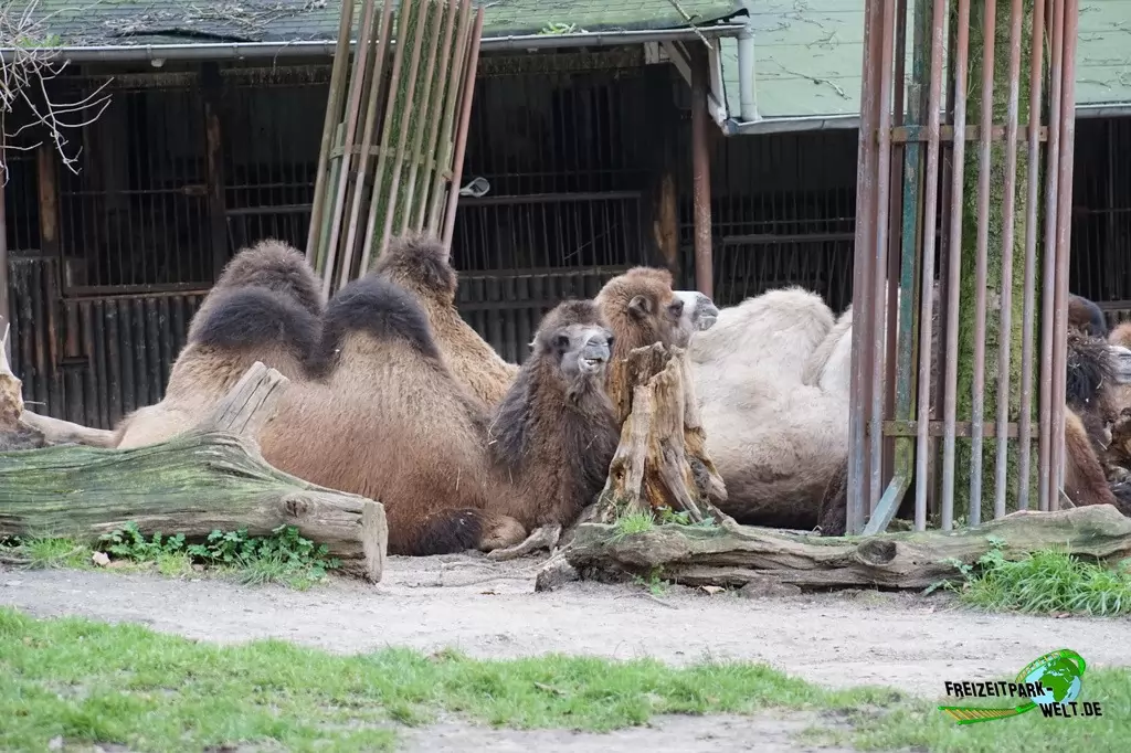 Trampeltier im Zoo Duisburg - 2015