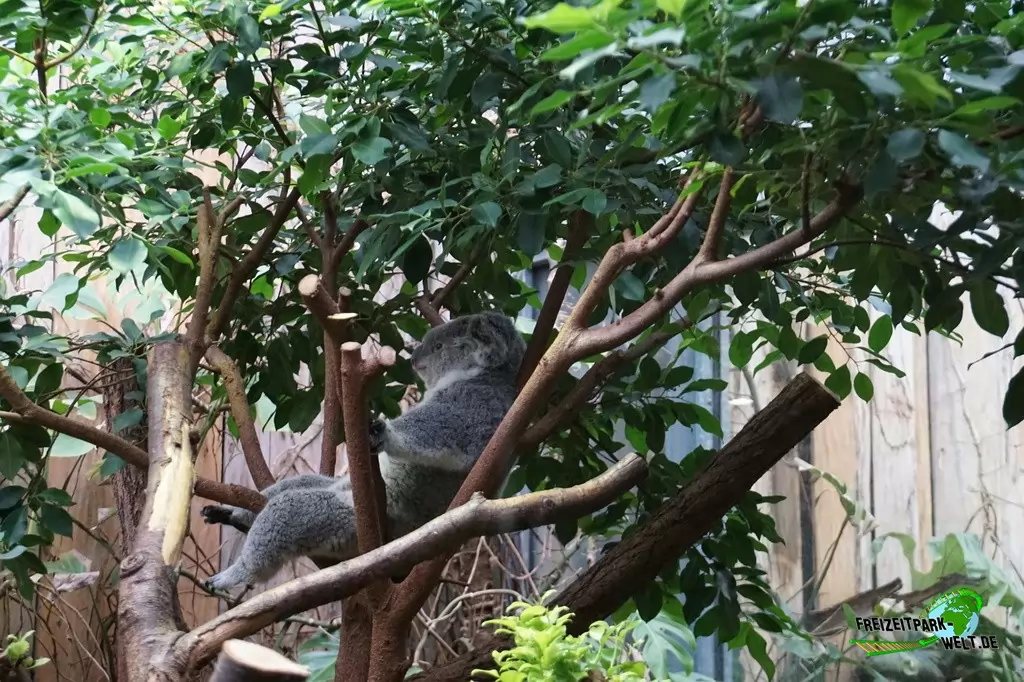 Koala im Zoo Duisburg - 2015