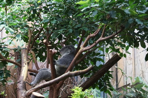 Mini-Galerie Zoo Duisburg Foto 4