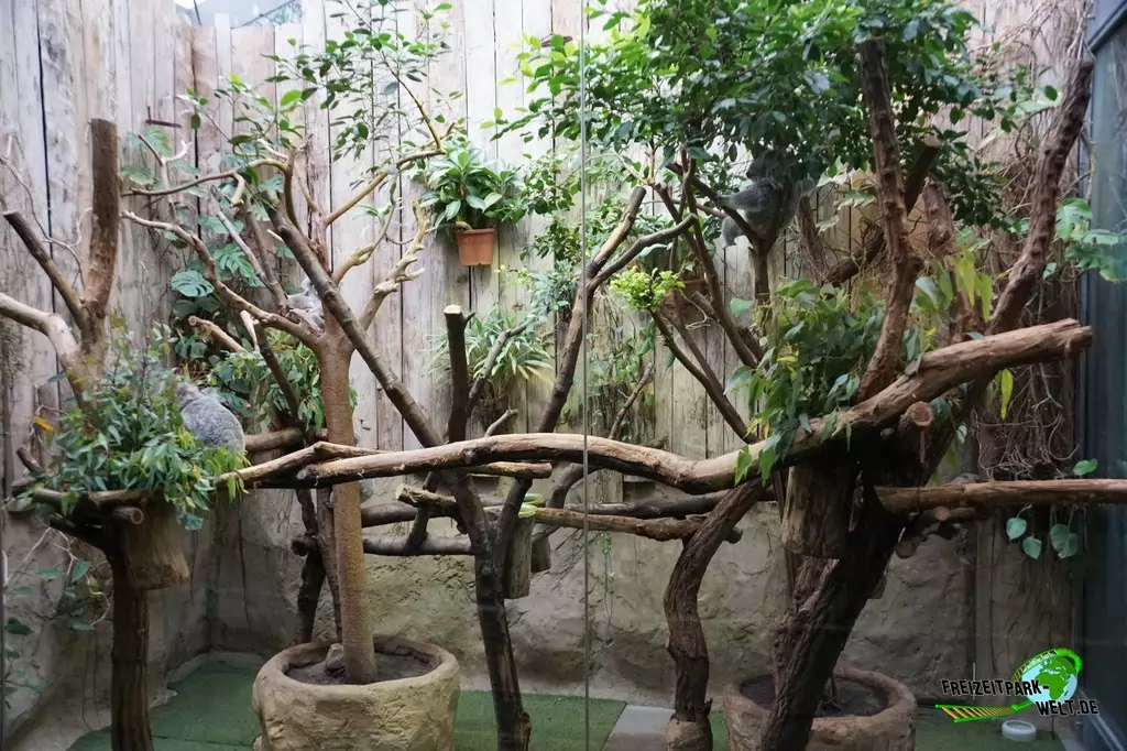 Koala im Zoo Duisburg - 2015