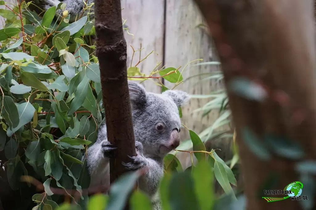 Koala im Zoo Duisburg - 2015