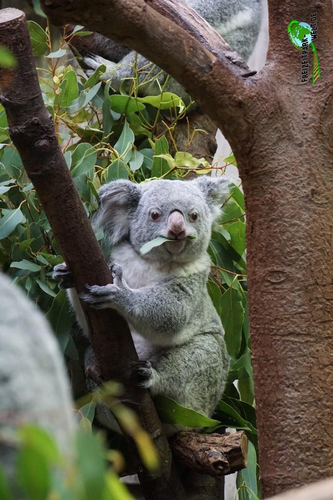 Koala im Zoo Duisburg - 2015: Die Koalas sind eine der großen Besonderheiten im Zoo Duisburg