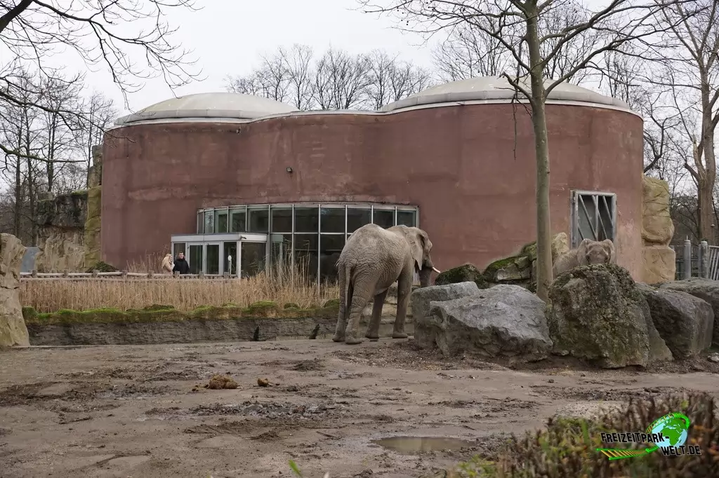 Afrikanischer Elefant im Zoo Duisburg - 2015