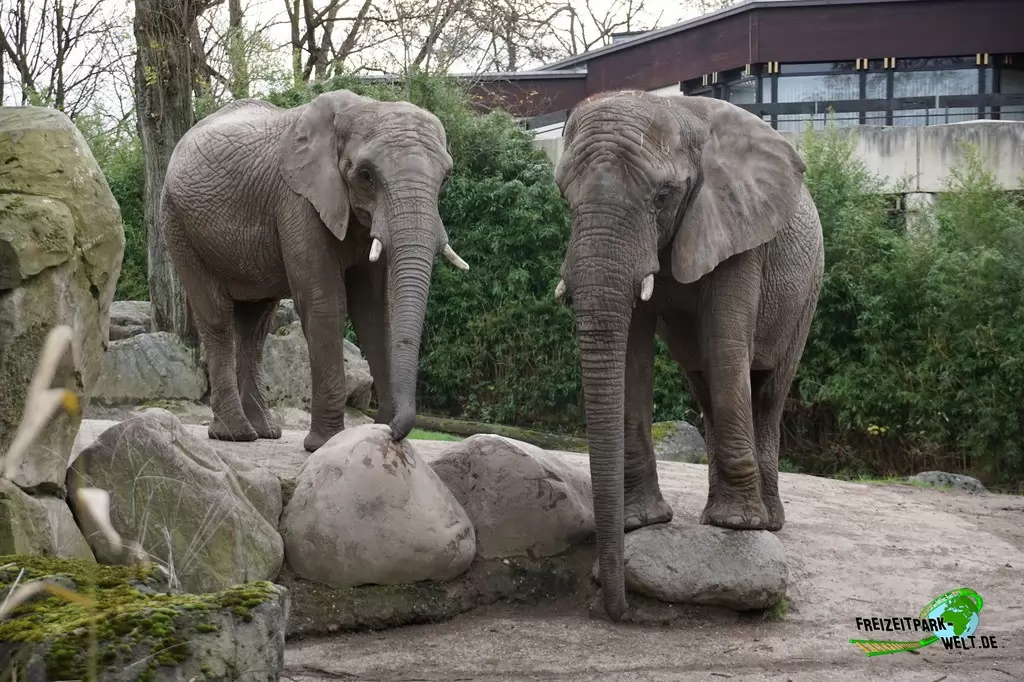 Afrikanischer Elefant im Zoo Duisburg - 2015