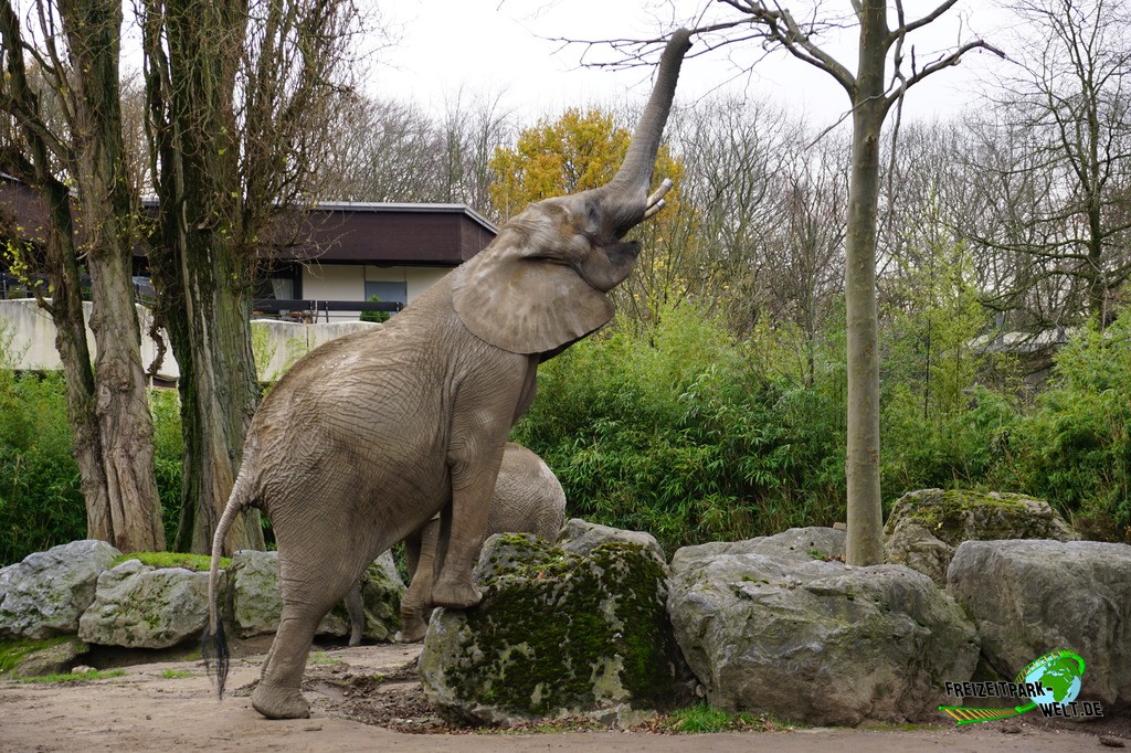 Afrikanischer Elefant im Zoo Duisburg - 2015