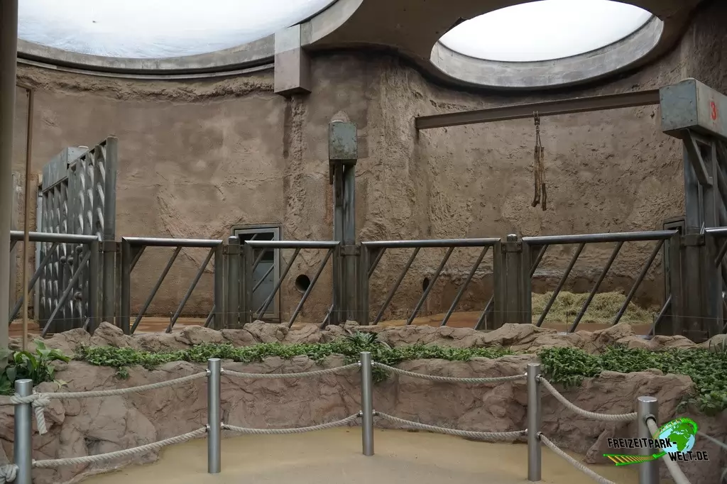 Afrikanischer Elefant im Zoo Duisburg - 2015