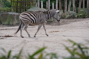 Mini-Galerie Zoo Duisburg Foto 5