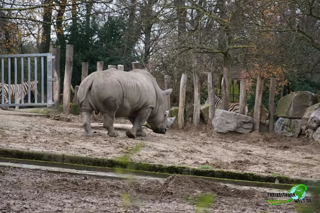 Breitmaul-Nashorn im Zoo Duisburg - 2015