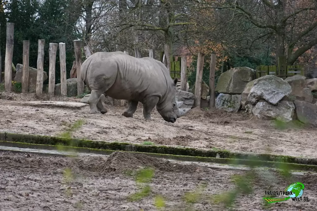 Breitmaul-Nashorn im Zoo Duisburg - 2015