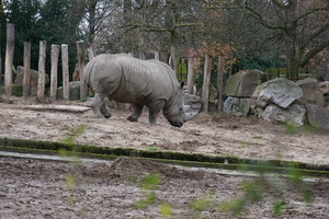 Mini-Galerie Zoo Duisburg Foto 6