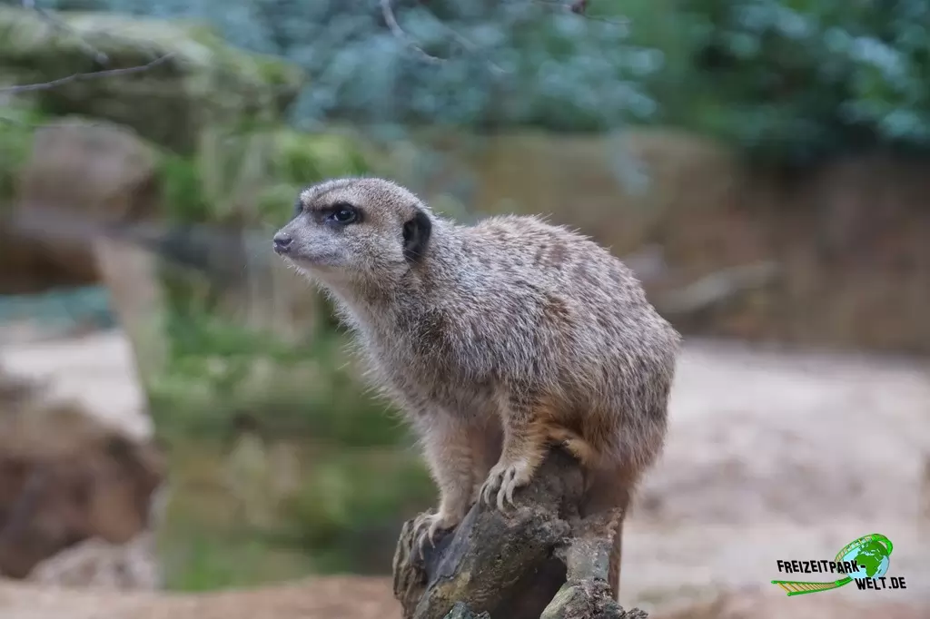 Erdmännchen im Zoo Duisburg - 2015