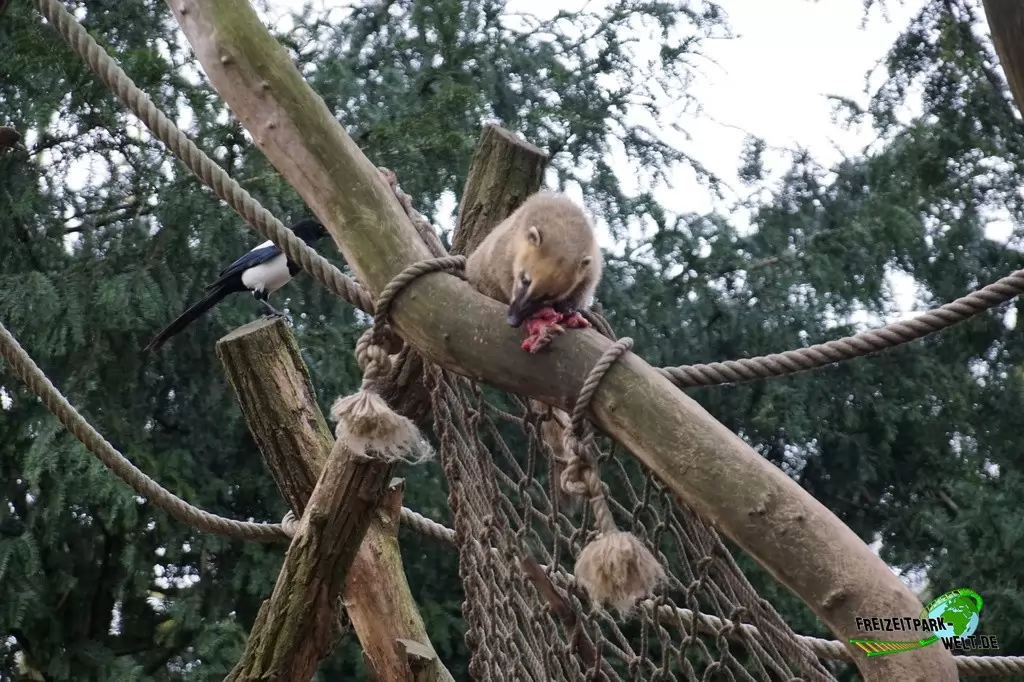 Nasenbär im Zoo Duisburg - 2015
