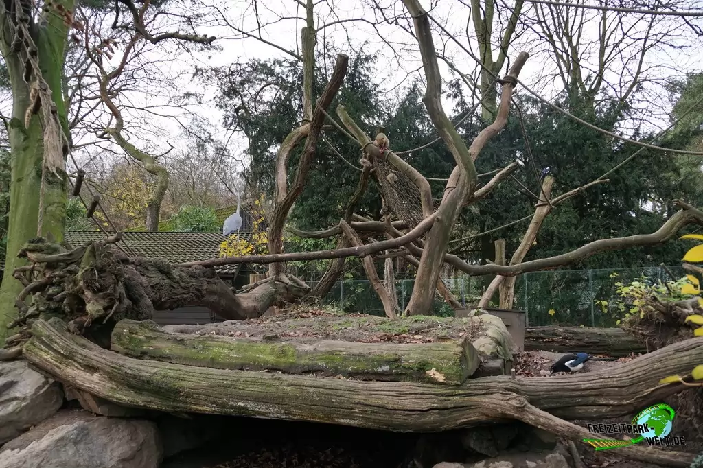 Nasenbär im Zoo Duisburg - 2015