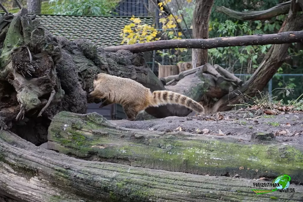 Nasenbär im Zoo Duisburg - 2015