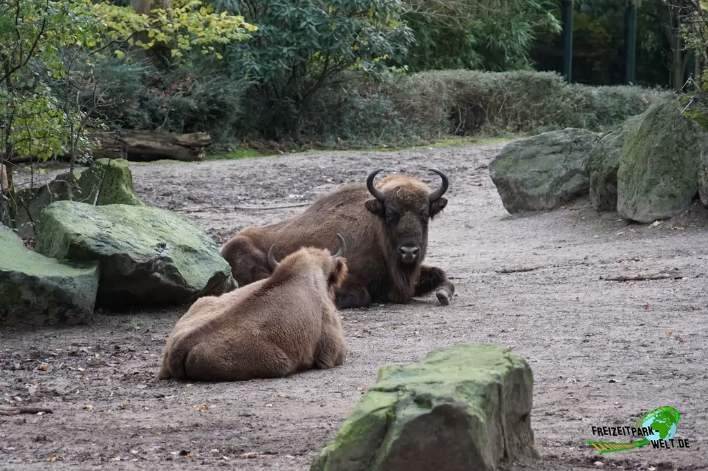 Wisent im Zoo Duisburg - 2015