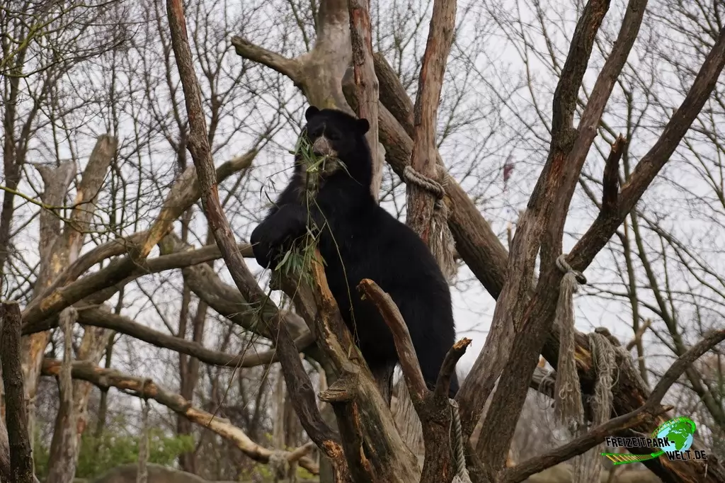 Brillenbär im Zoo Duisburg - 2015