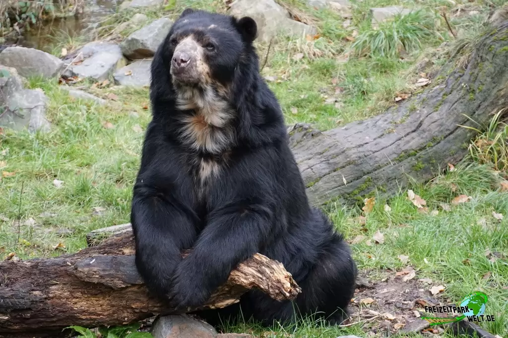Brillenbär im Zoo Duisburg - 2015