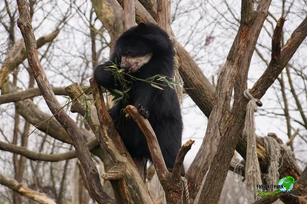 Brillenbär im Zoo Duisburg - 2015