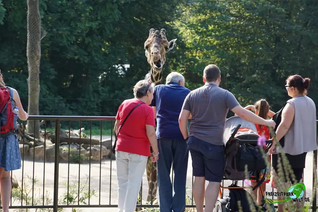 Giraffe im Zoo Duisburg - 2016