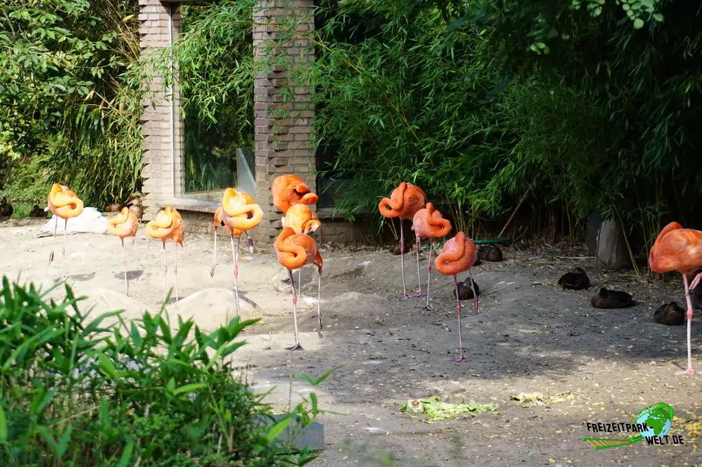 Chile-Flamingo im Zoo Duisburg - 2016
