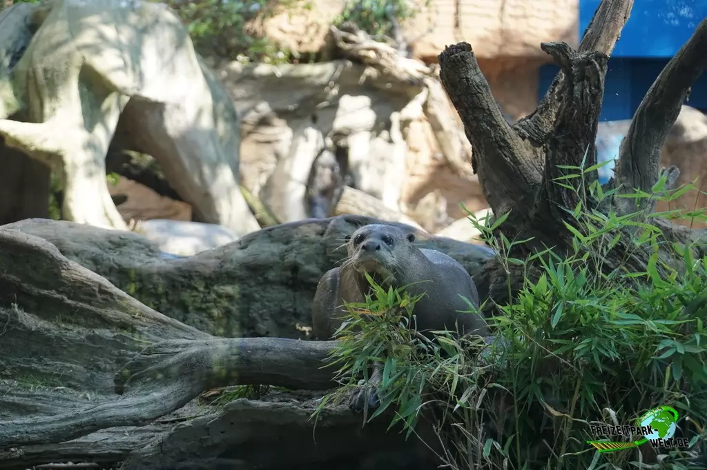Riesenotter im Zoo Duisburg - 2016