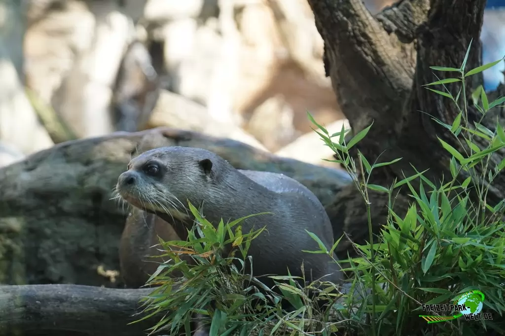 Riesenotter im Zoo Duisburg - 2016