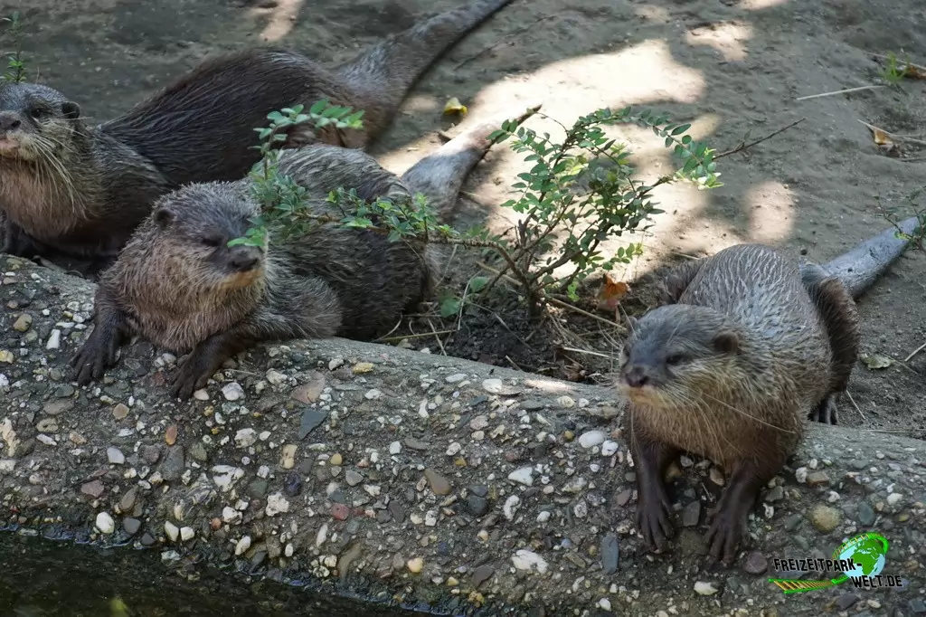 Zwergotter im Zoo Duisburg - 2016