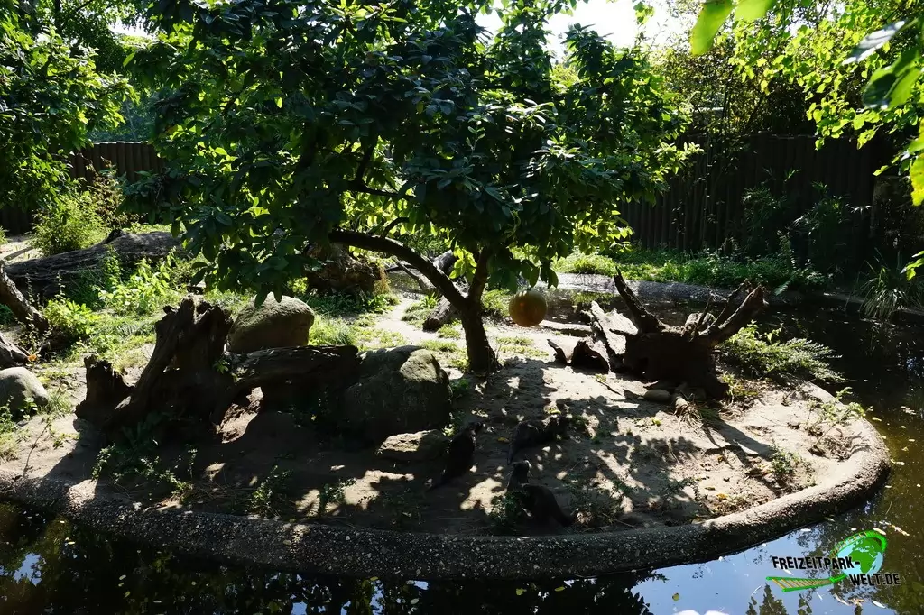 Zwergotter im Zoo Duisburg - 2016