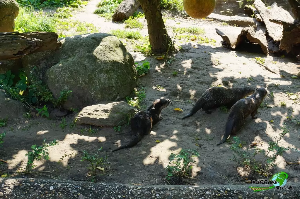 Zwergotter im Zoo Duisburg - 2016