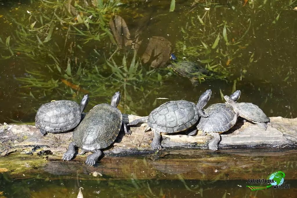 Köhlerschildkröte im Zoo Duisburg - 2016
