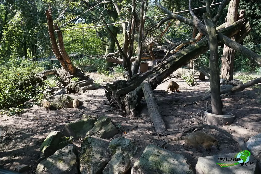 Nasenbär im Zoo Duisburg - 2016