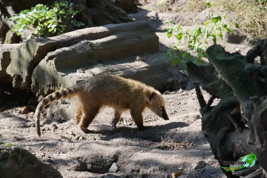 Nasenbär im Zoo Duisburg - 2016