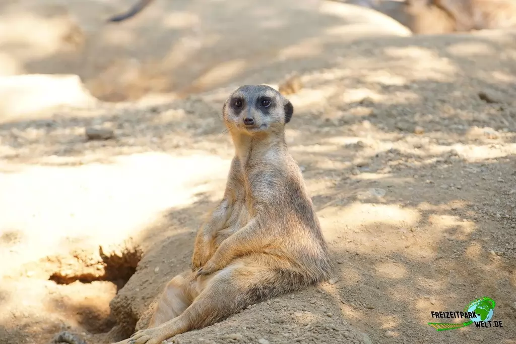 Erdmännchen im Zoo Duisburg - 2016