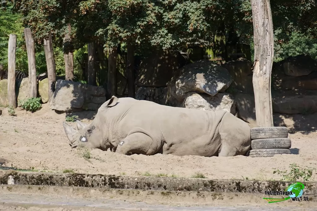 Breitmaul-Nashorn im Zoo Duisburg - 2016