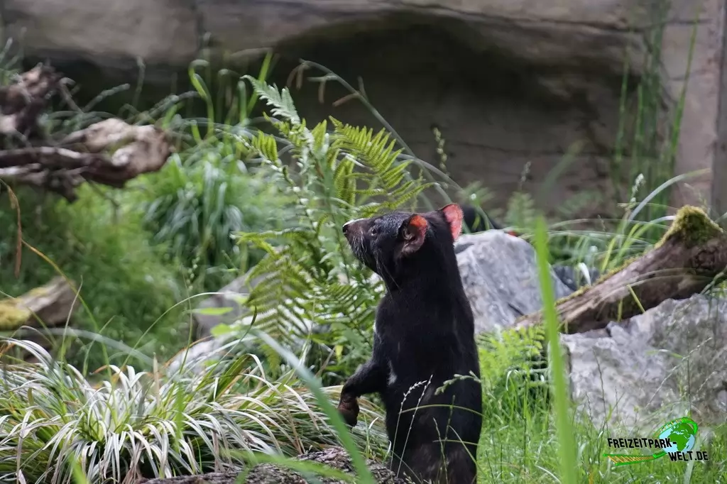 Beutelteufel im Zoo Duisburg - 2017: Tasmanische Beutelteufel neu seit der Saison 2017 im Zoo Duisburg