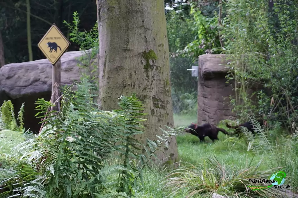 Beutelteufel im Zoo Duisburg - 2017