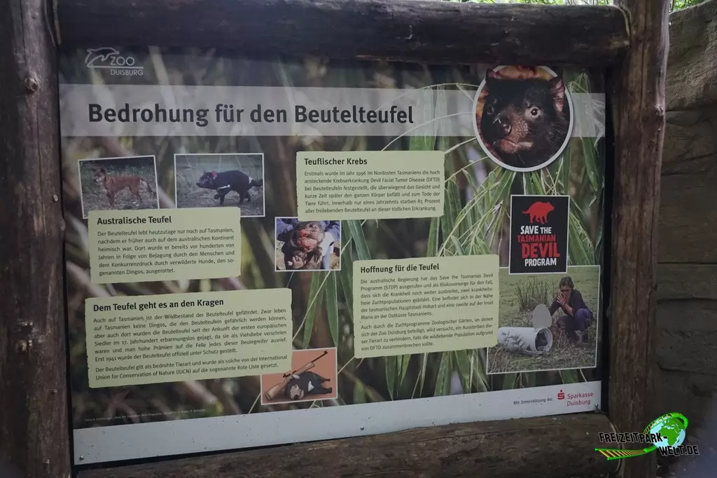 Beutelteufel im Zoo Duisburg - 2017