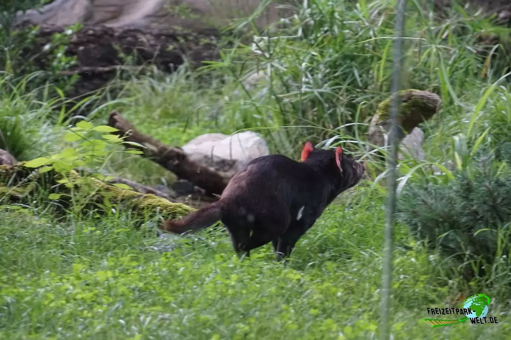 Beutelteufel im Zoo Duisburg - 2017